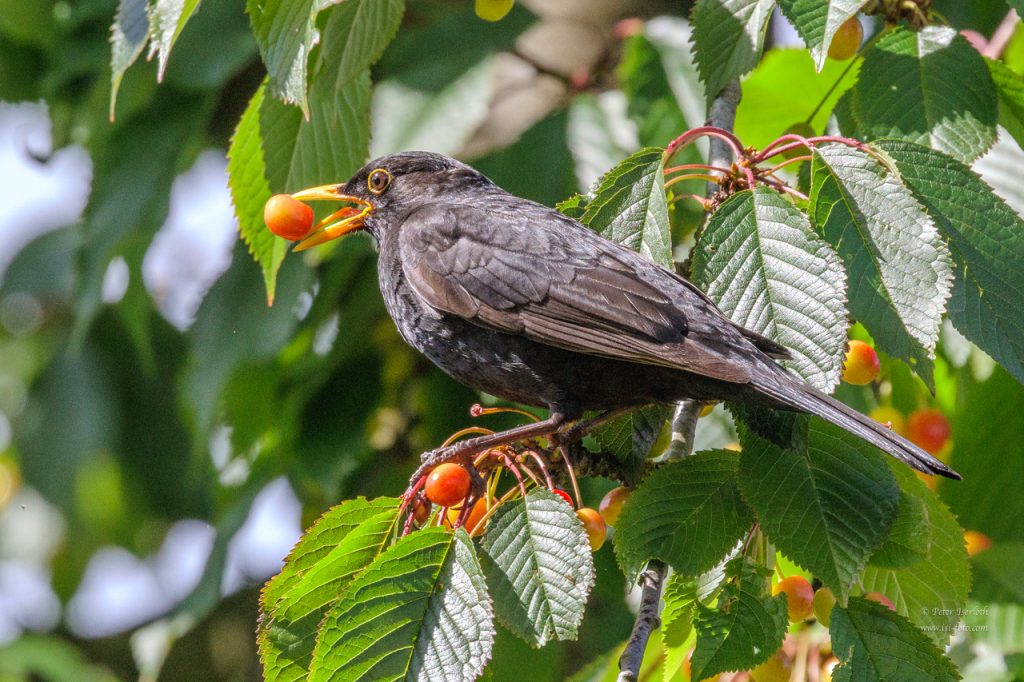 Eine Amsel (Turdus merula) im Kirschbaum mit einer Kirsche im Schnabel.