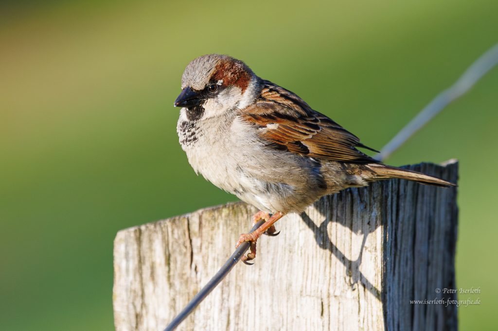 Ein Haussperling (Spatz) sitzt auf keck einem Zaun und schaut in die Welt.