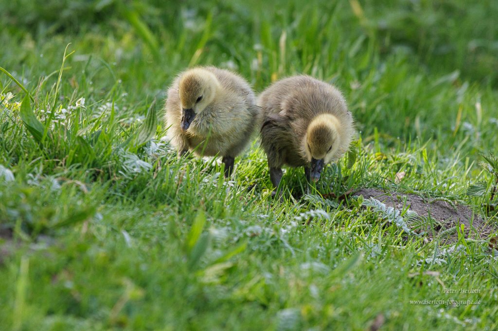 Graugansküken auf der Suche nach leckerem im Gras.