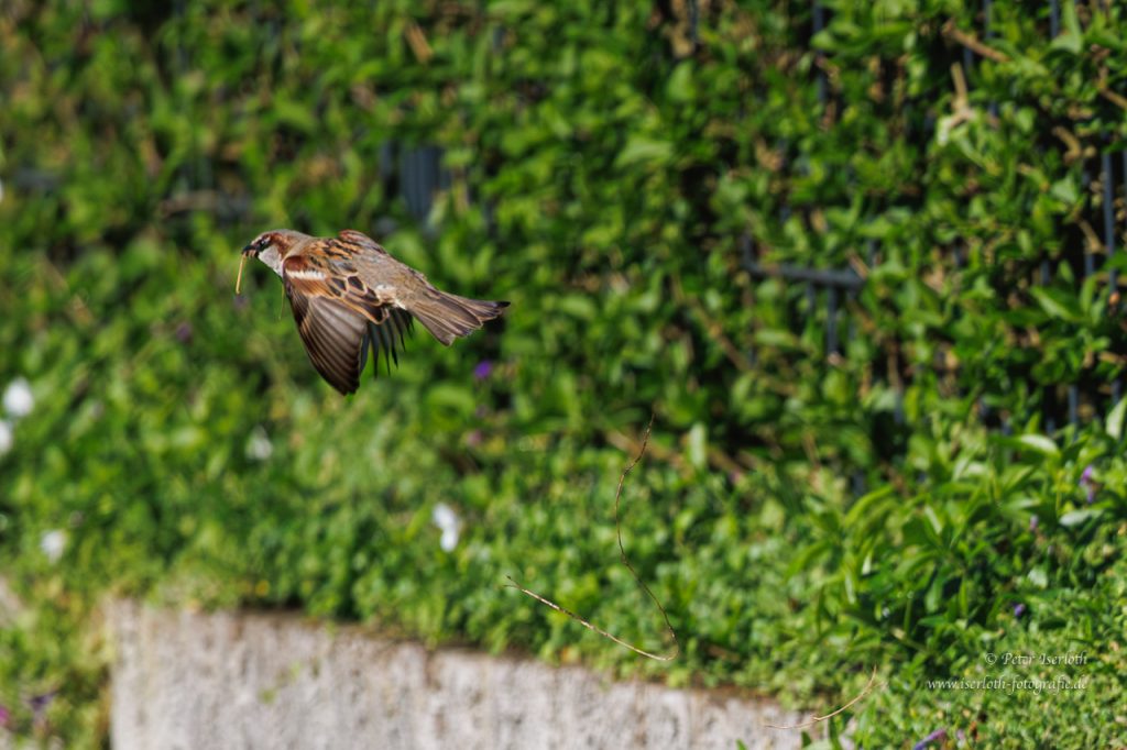 Ein Hausspatz im Flug, mit Nistmaterial im Schnabel.