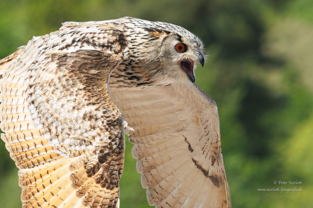 Sibirischer Uhu rufend im Flug.