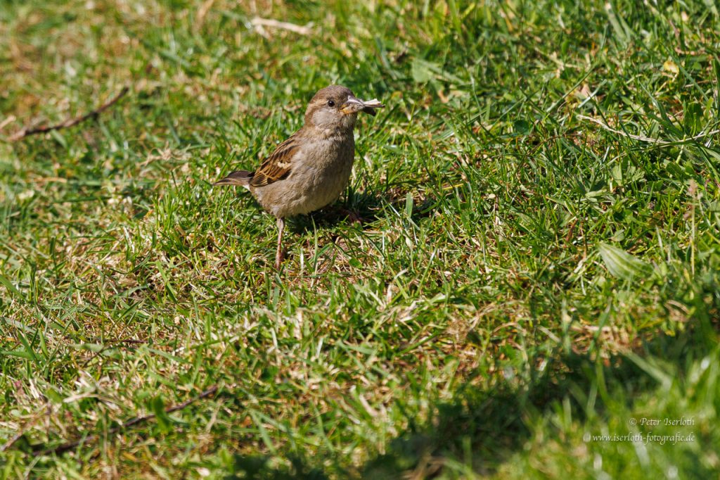 Ein Spatz bei erfolgreicher Jagd auf einer Wiese.