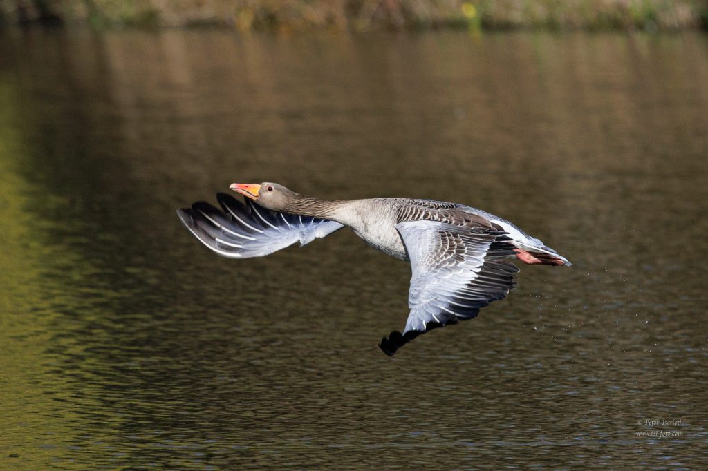 Graugans im Flug, zeigt dabei Imponiergehabe.