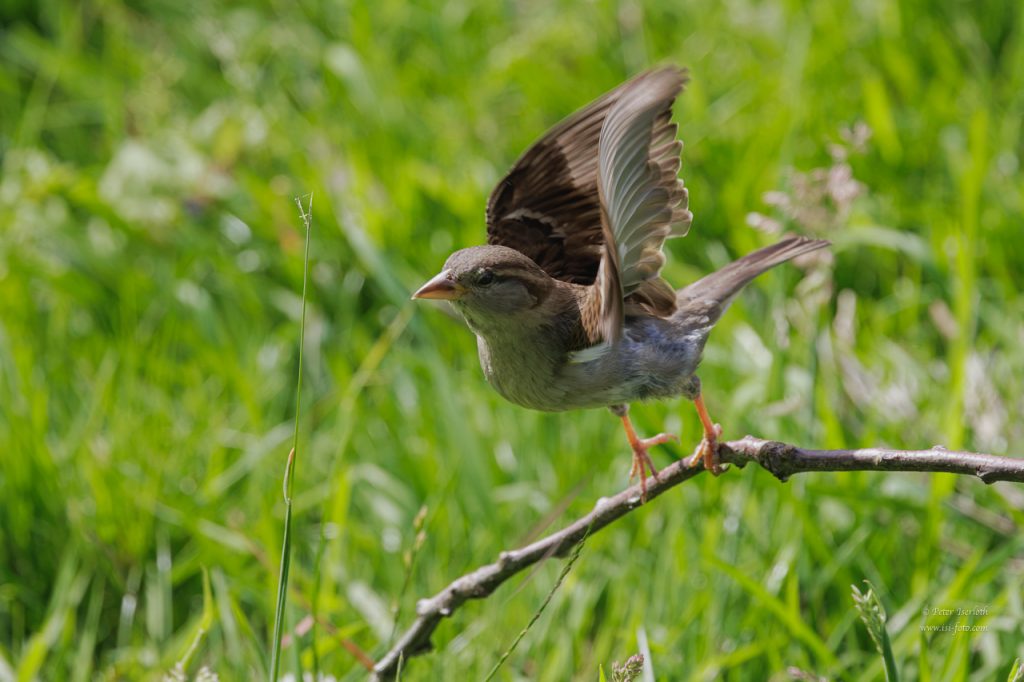 Ein Haussperling startet von einem Ast auf einer Wiese.