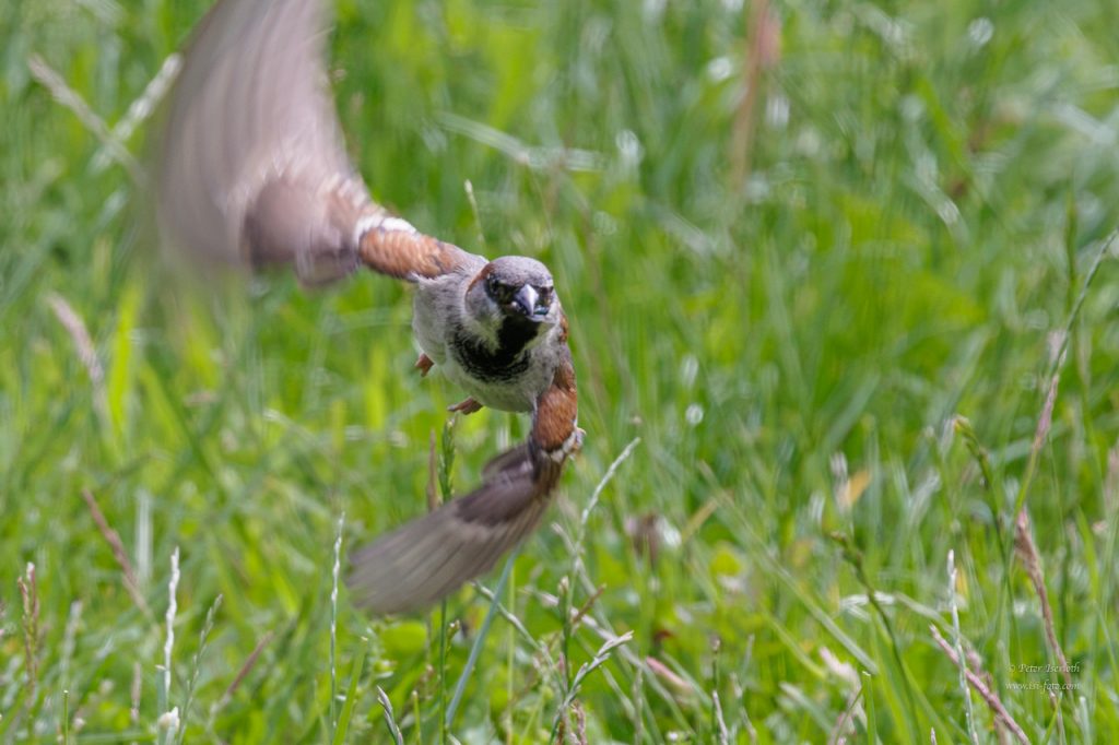 Ein Spatz im Flug, mit geöffneten Flügen und Futter im Schnabel.