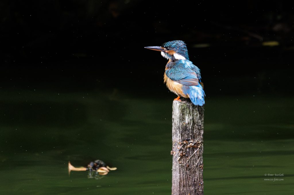 Ein Eisvogel sitzt auf seiner Warte und schüttelt sch nach einem Bad.