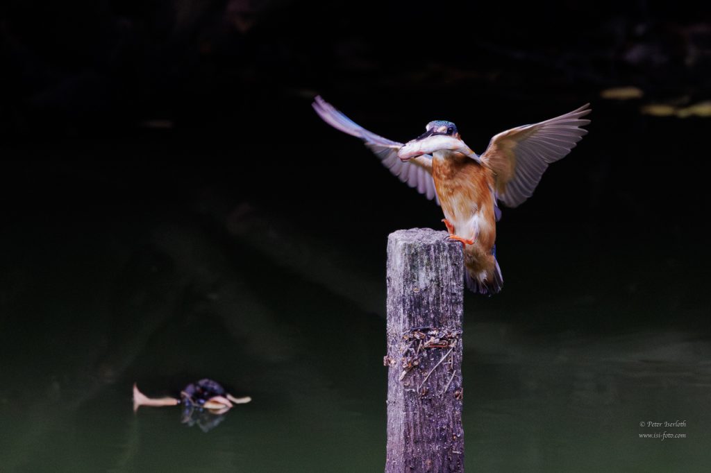 Ein Eisvogel landet auf einem Stamm, mit einem kleinem Fisch im Schnabel.