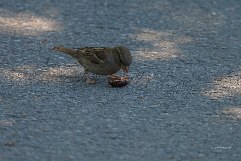 ein Spatz hat einen Käfer erlegt und pickt auf ihn ein.